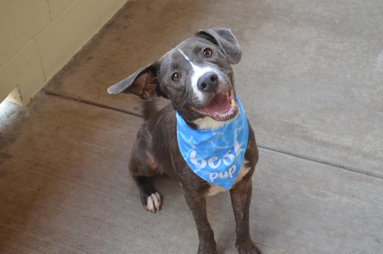Rufferee, a Adoptable Mixed Breed in McKinney, TX image 1/3