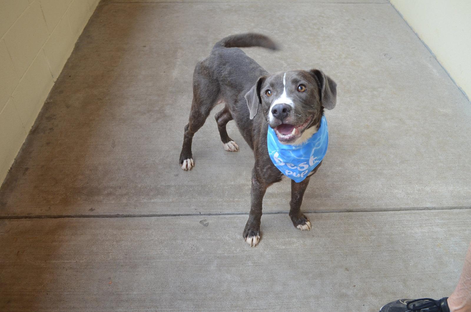 Rufferee, a Adoptable Mixed Breed in McKinney, TX image 2/3