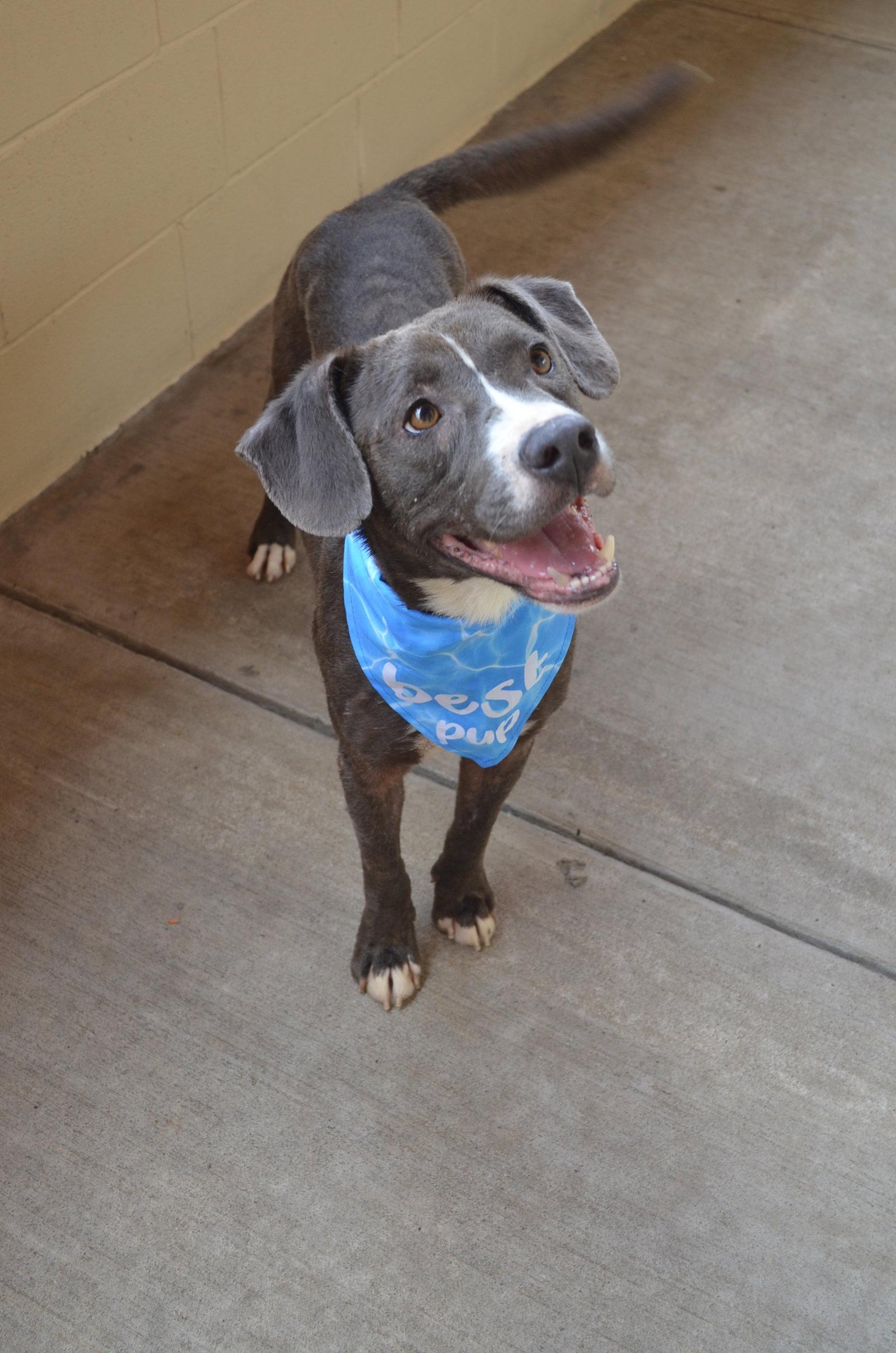 Rufferee, a Adoptable Mixed Breed in McKinney, TX image 3/3
