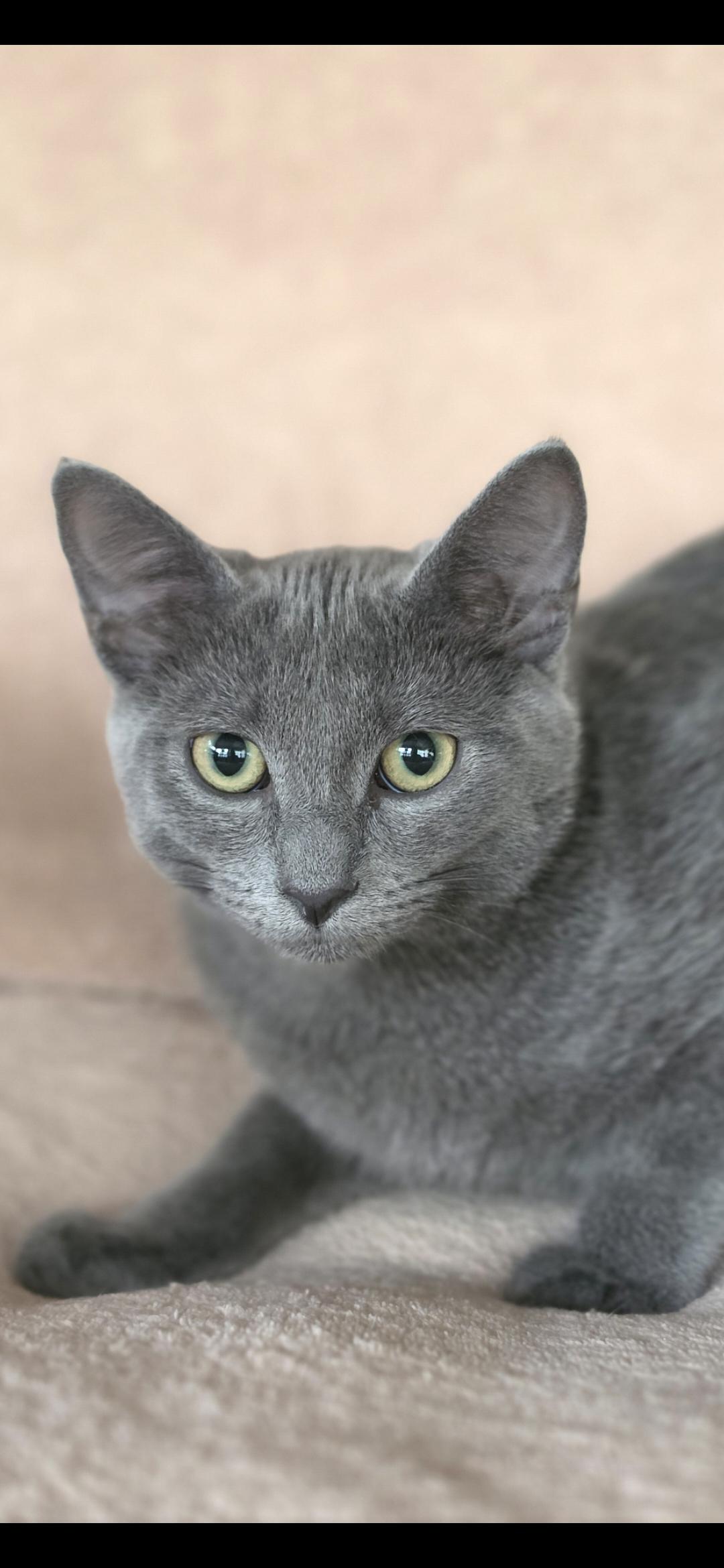 Enlarge Oksana, a Adoptable Russian Blue in Medford, WI image 1/1