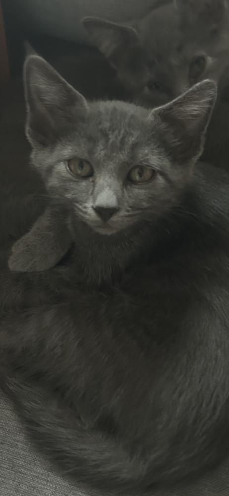 Porg, Adoptable, Kitten Female Domestic Short Hair & American Shorthair.