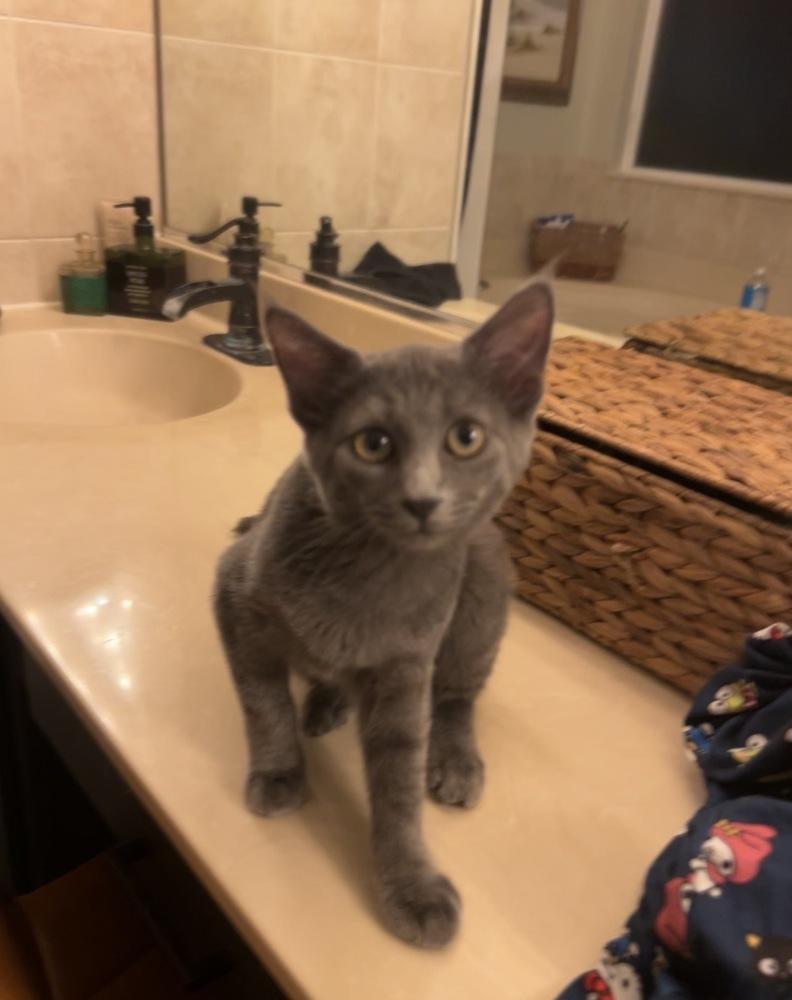Enlarge Porg, a Adoptable mixed breed in Brandon, FL image 2/6
