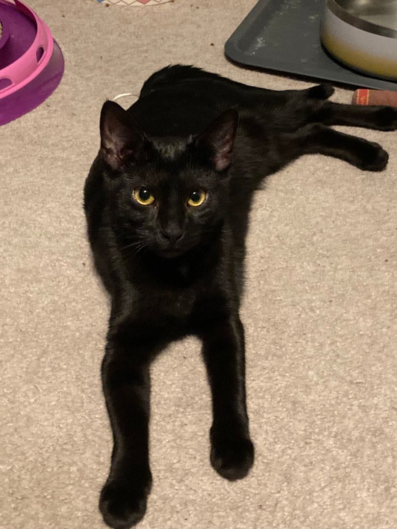 Pippy, a Adoptable Domestic Short Hair in Fredericton, NB image 1/6