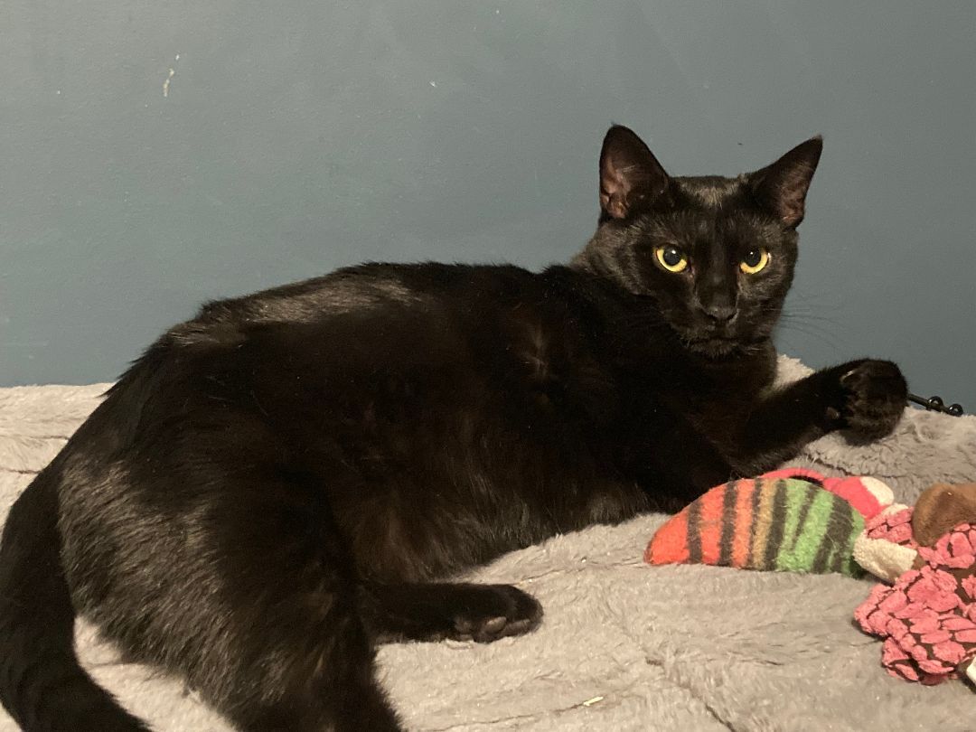 Pippy, a Adoptable Domestic Short Hair in Fredericton, NB image 2/6