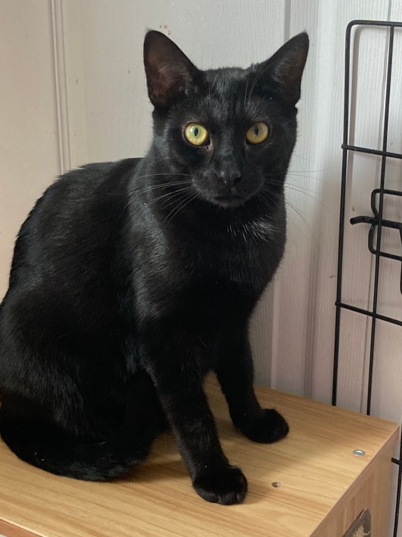 Pippy, a Adoptable Domestic Short Hair in Fredericton, NB image 3/6