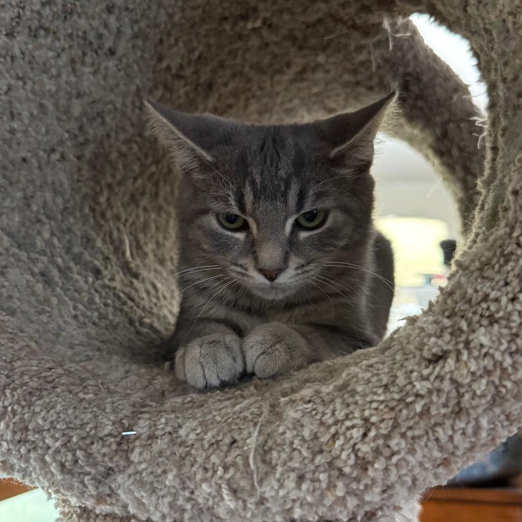 Lucky Brand, Adoptable, Young Female Domestic Short Hair.