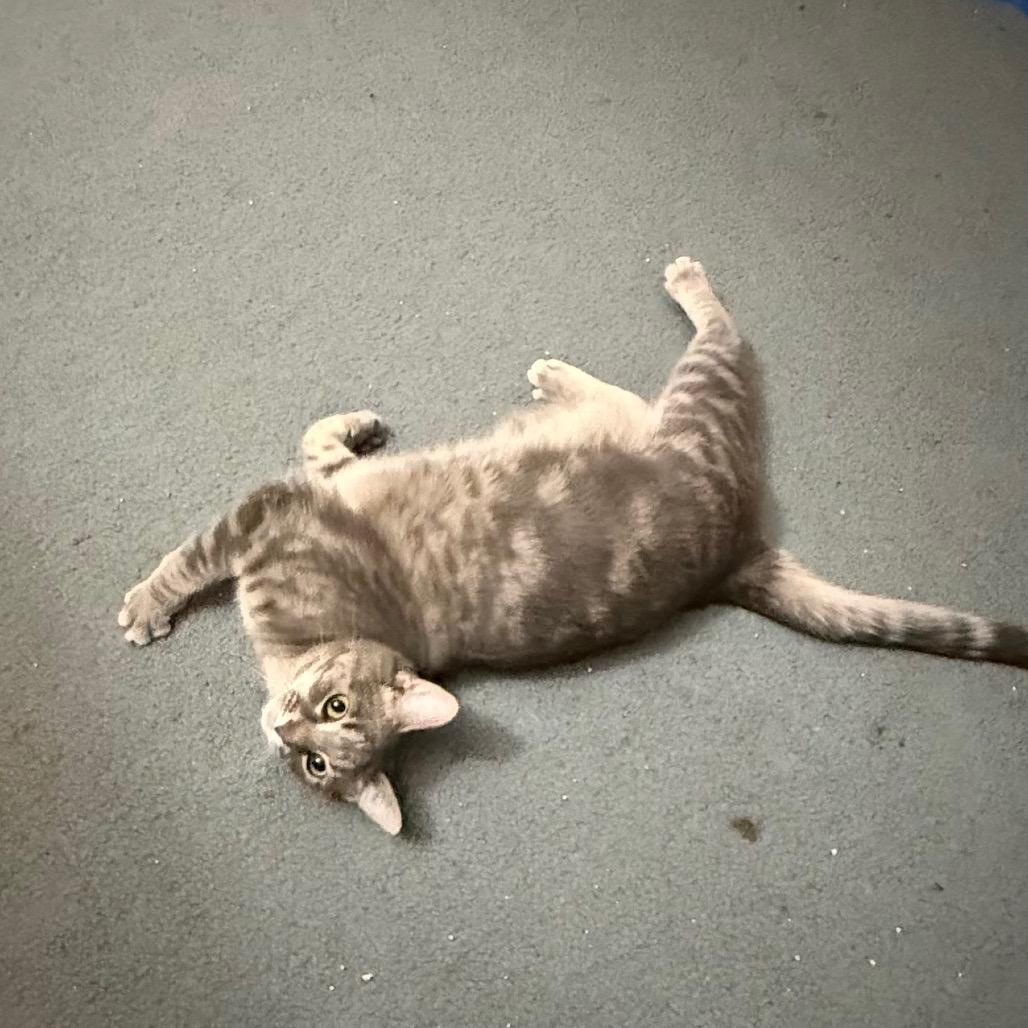 Lucky Brand, a Adoptable Domestic Short Hair in Harrisonburg, VA image 2/6