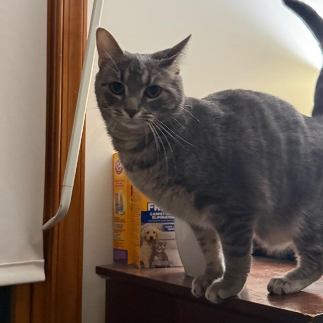Enlarge Lucky Brand, a Adoptable Domestic Short Hair in Harrisonburg, VA image 3/6