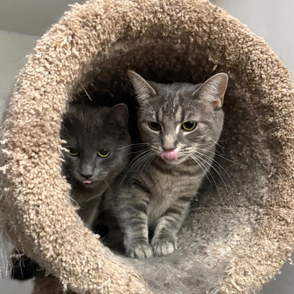 Enlarge Lucky Brand, a Adoptable Domestic Short Hair in Harrisonburg, VA image 4/6