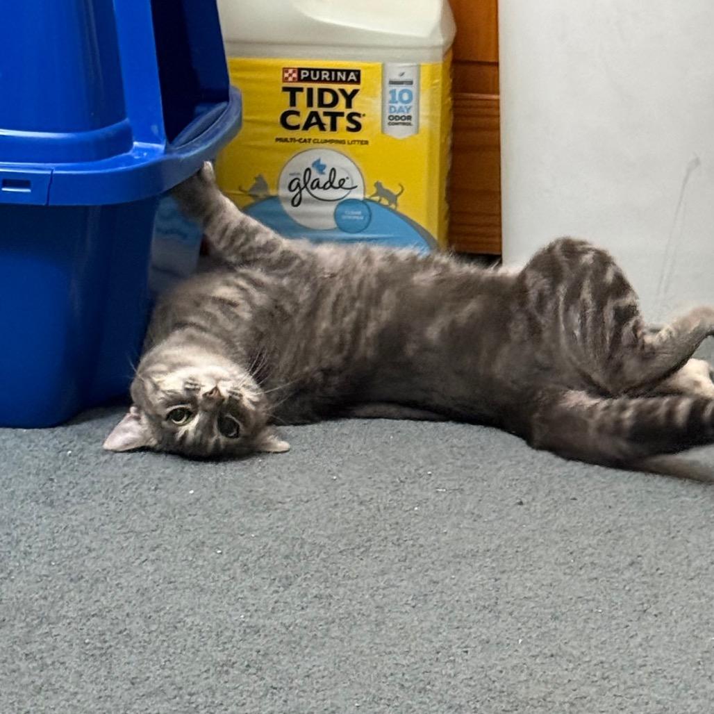 Lucky Brand, a Adoptable Domestic Short Hair in Harrisonburg, VA image 3/6