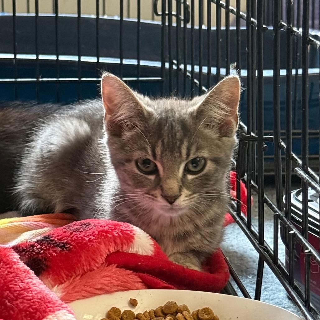 Enlarge Lucky Brand, a Adoptable Domestic Short Hair in Harrisonburg, VA image 1/3