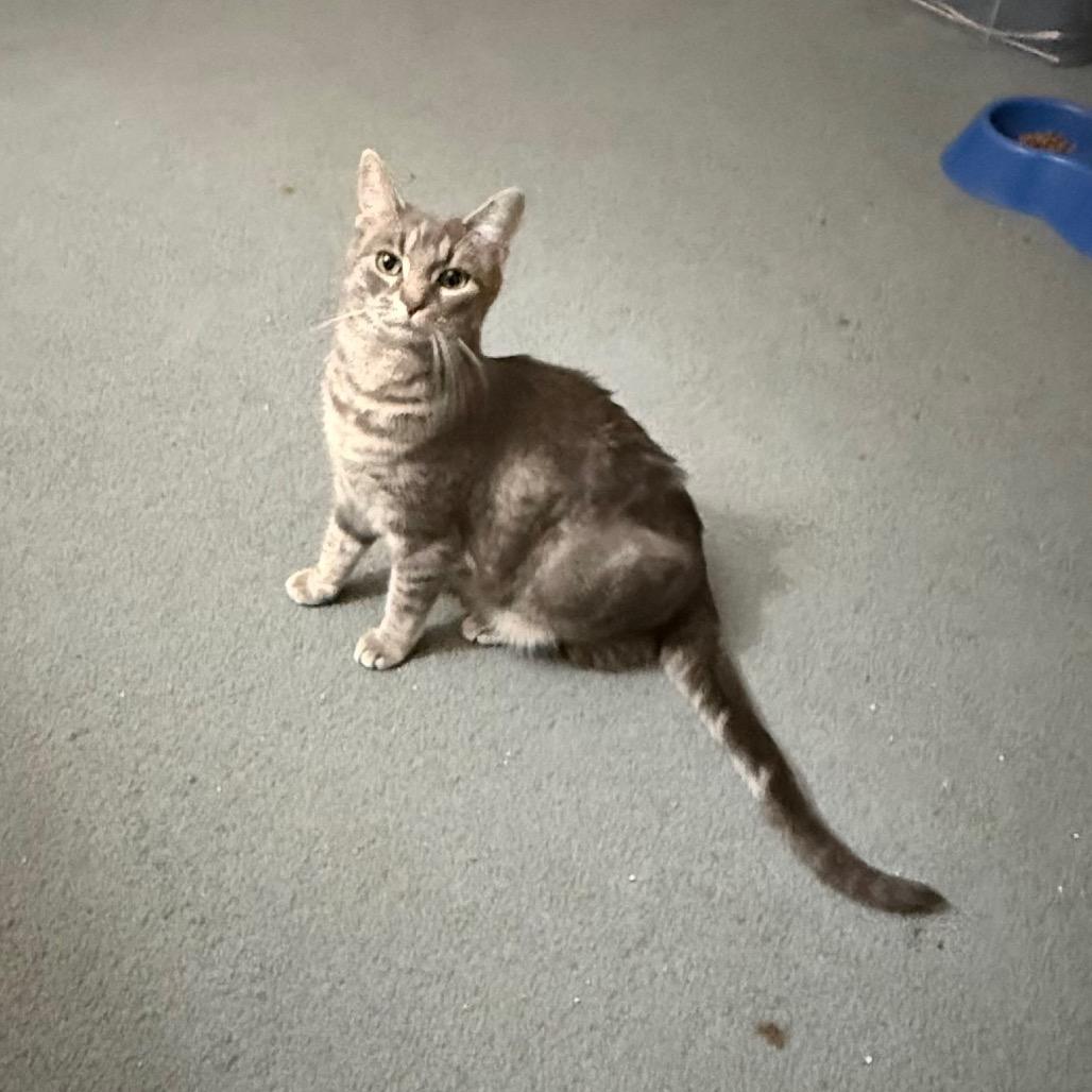 Lucky Brand, a Adoptable Domestic Short Hair in Harrisonburg, VA image 5/6