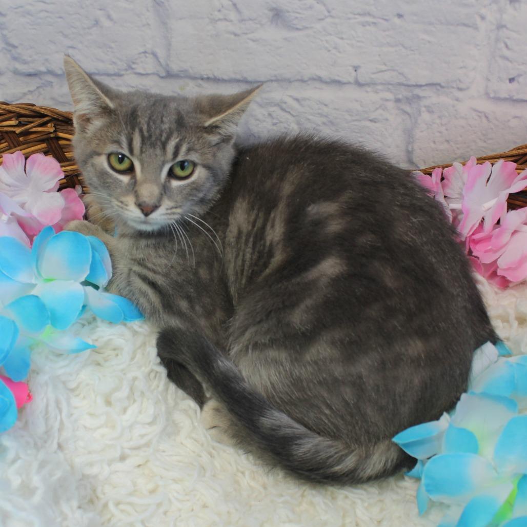 Enlarge Lucky Brand, a Adoptable Domestic Short Hair in Harrisonburg, VA image 2/3