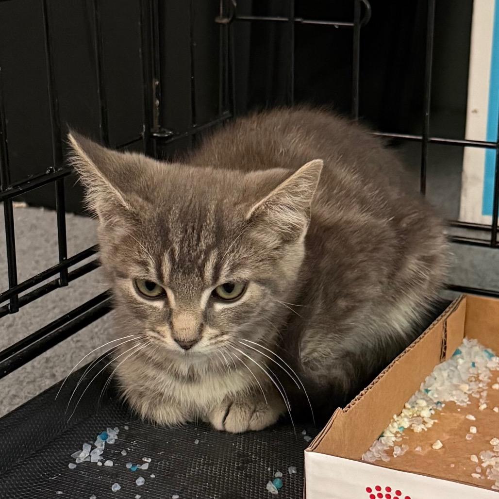 Enlarge Lucky Brand, a Adoptable Domestic Short Hair in Harrisonburg, VA image 3/3