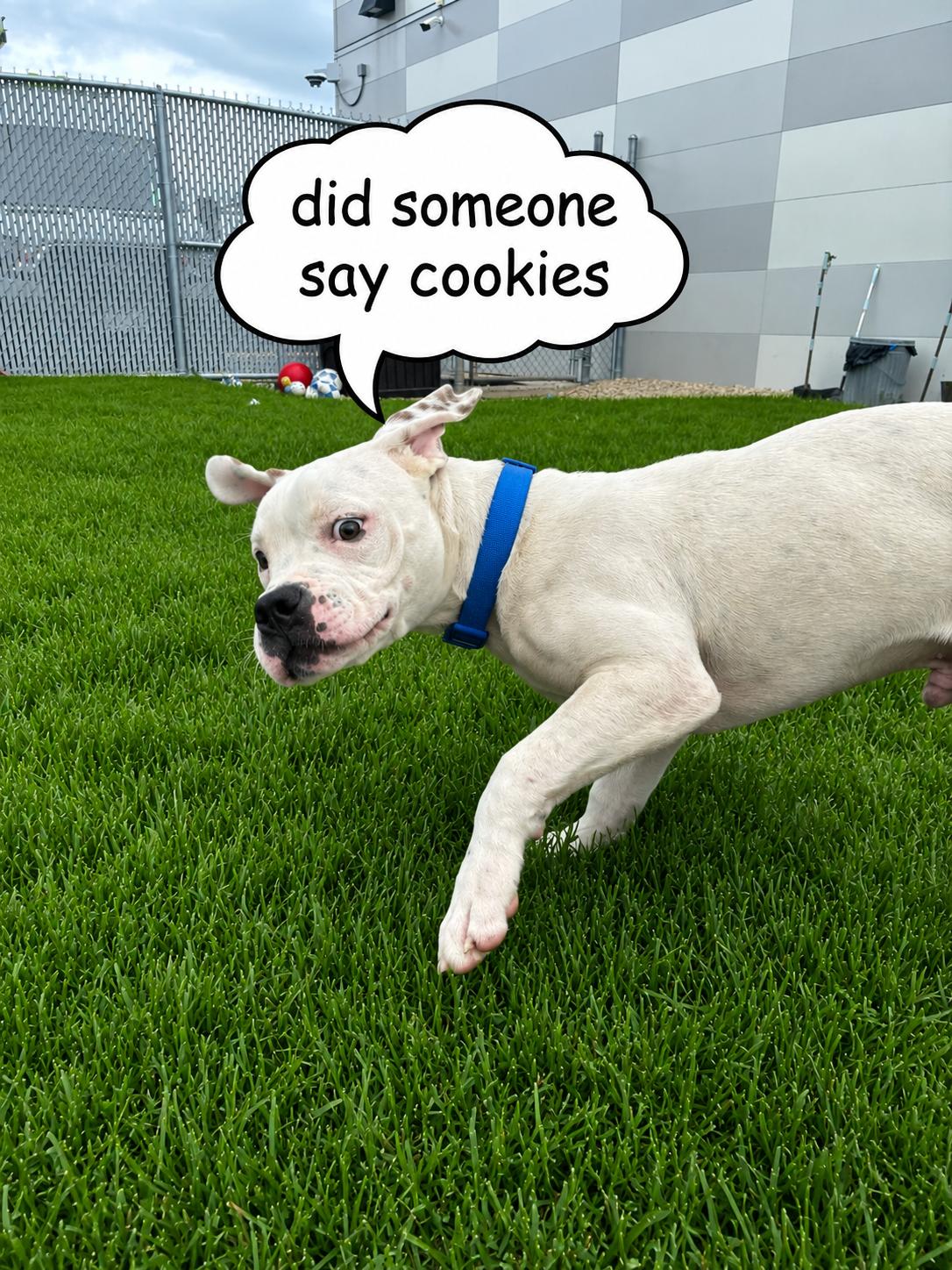 Enzo, a Adoptable American Bulldog in Joliet, IL image 4/4