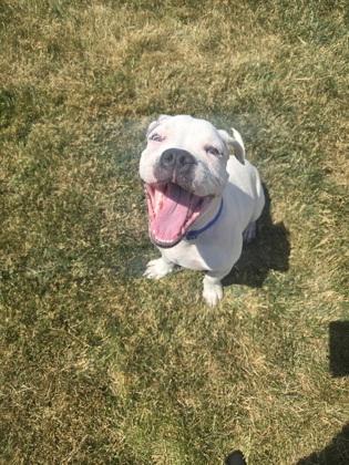 Enzo, a Adoptable American Bulldog in Joliet, IL image 3/4