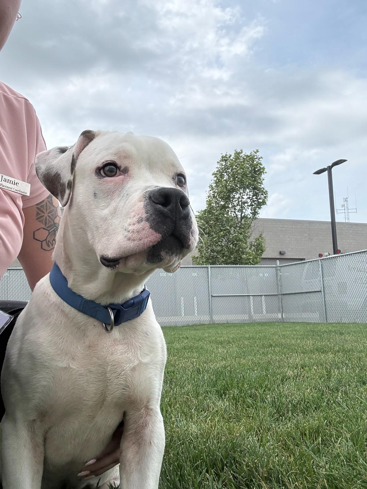 Enzo, a Adoptable American Bulldog in Joliet, IL image 1/4