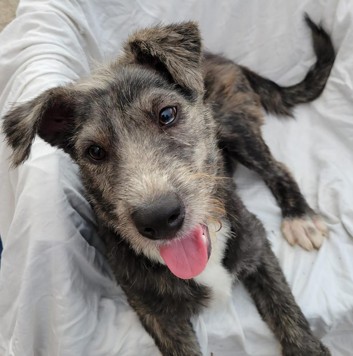 Malva, an adoptable mixed breed in Sherwood, OR image 3/5