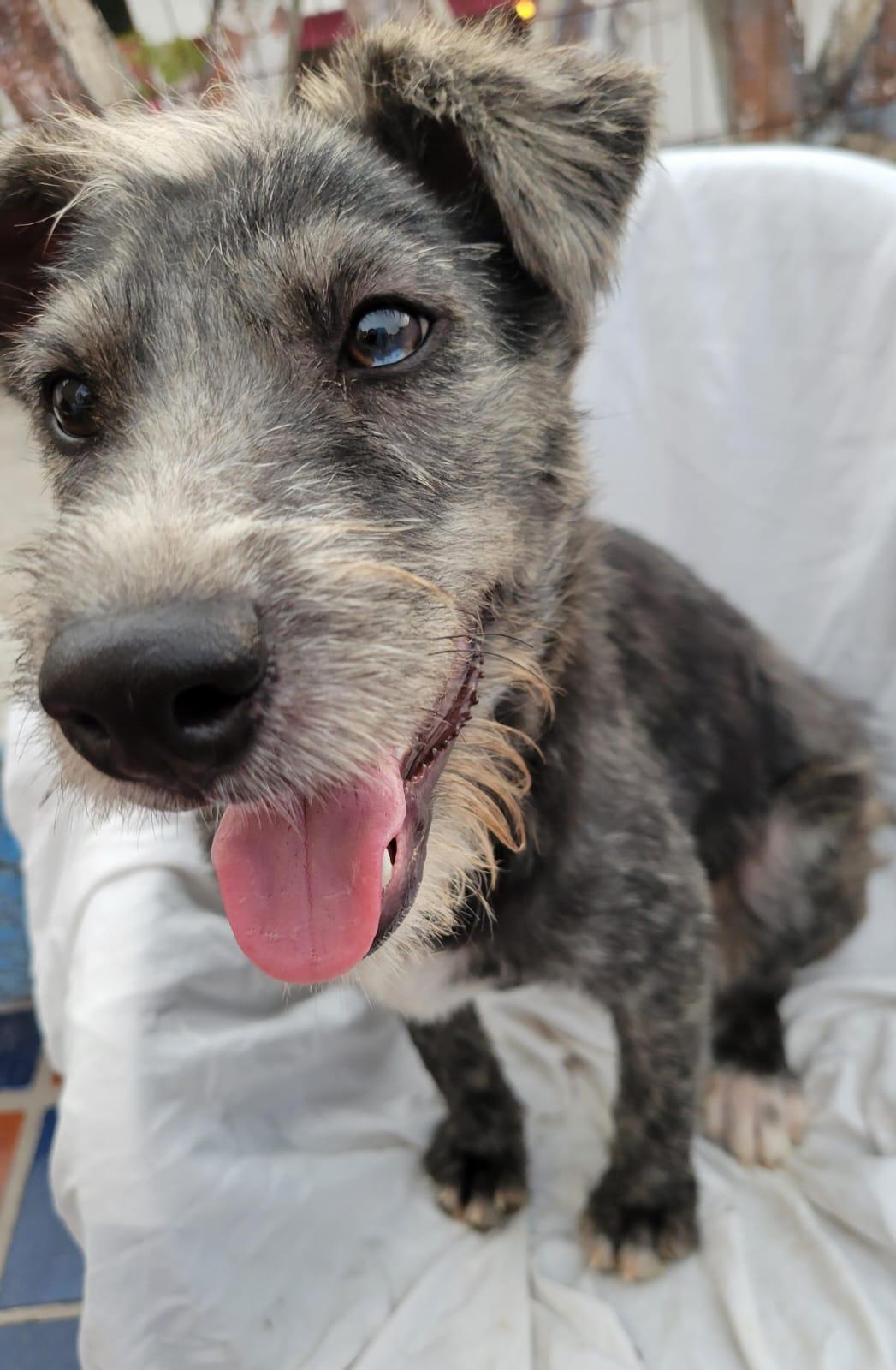 Malva, an adoptable mixed breed in Sherwood, OR image 5/5