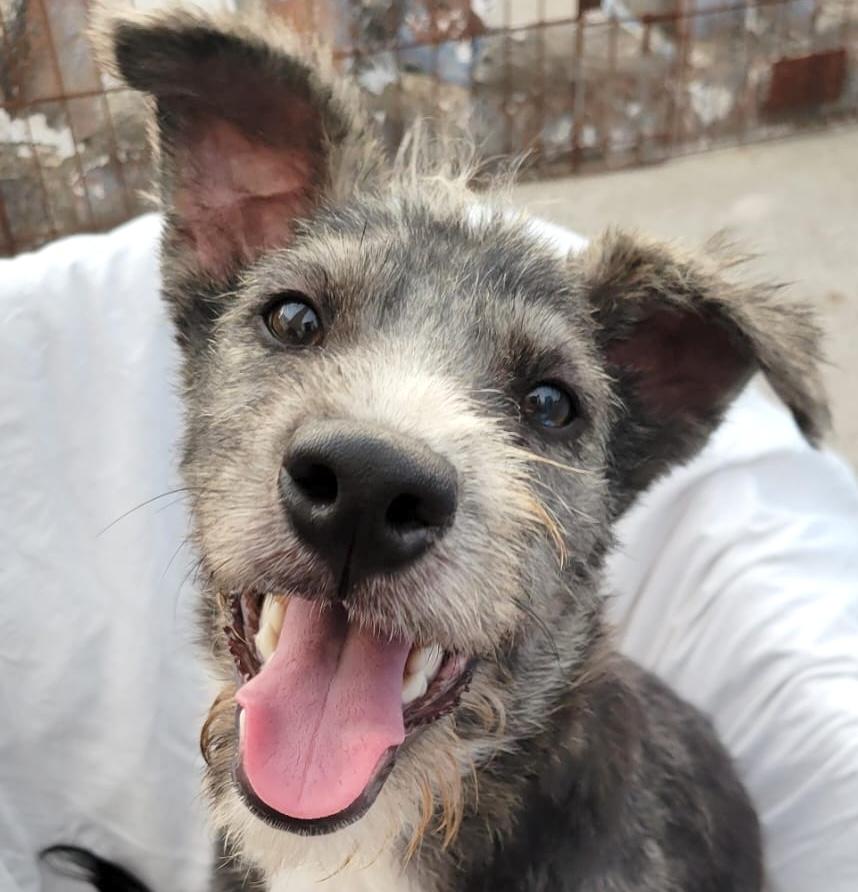 Malva, an adoptable mixed breed in Sherwood, OR image 1/5