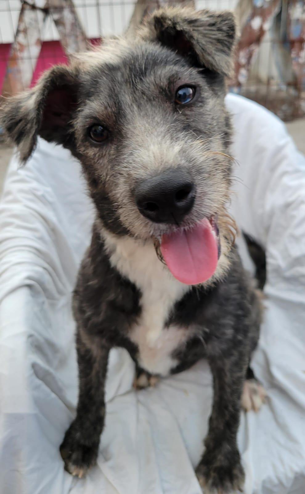 Malva, an adoptable mixed breed in Sherwood, OR image 2/5
