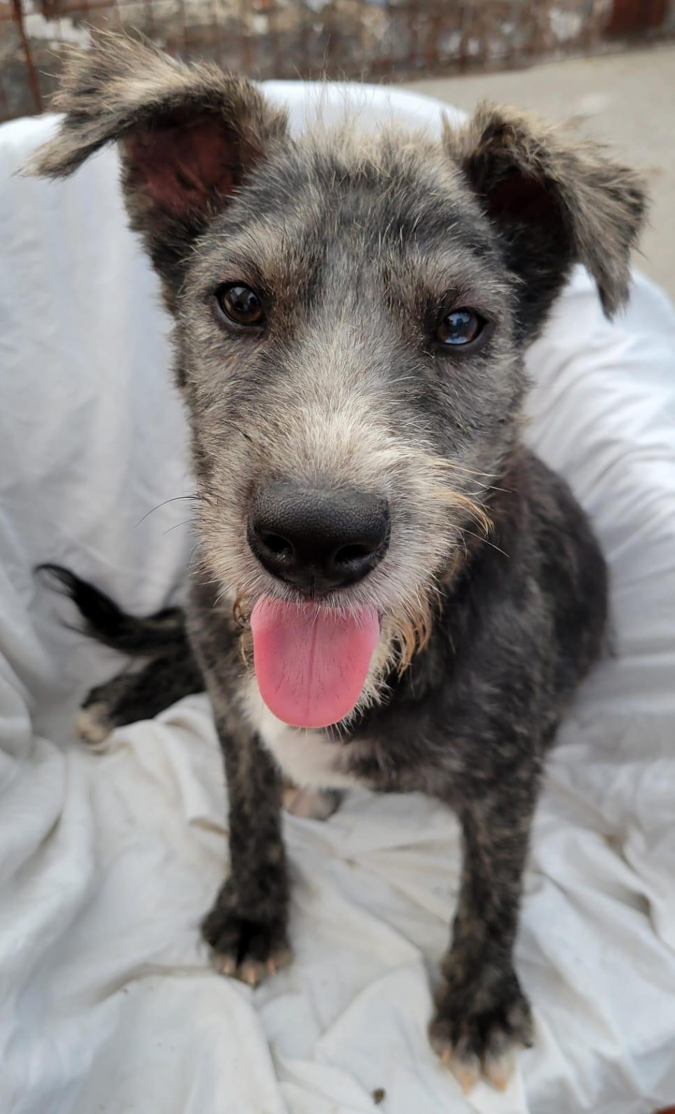 Malva, an adoptable mixed breed in Sherwood, OR image 4/5