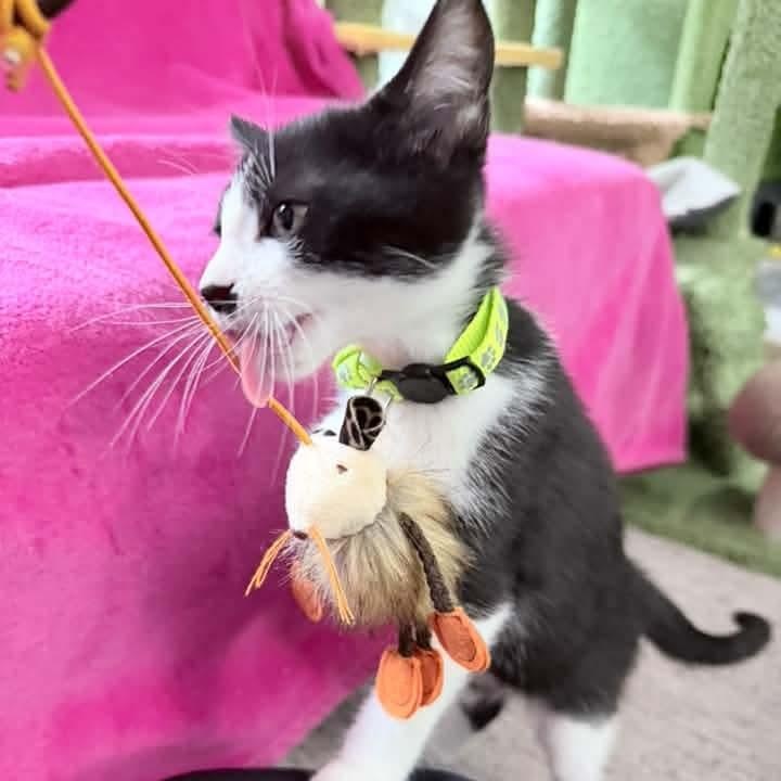 Enlarge Minerva, a Adoptable Tuxedo in Kentwood, MI image 4/6