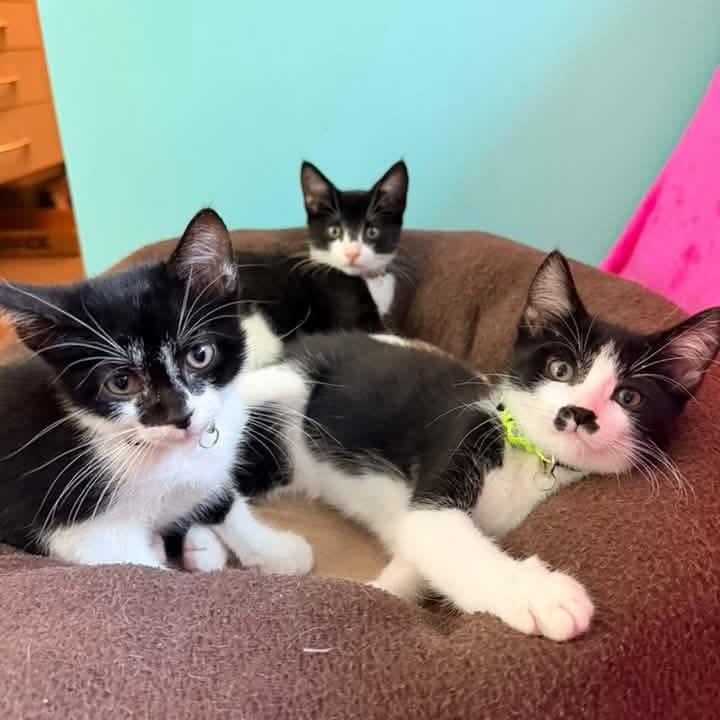 Enlarge Minerva, a Adoptable Tuxedo in Kentwood, MI image 6/6