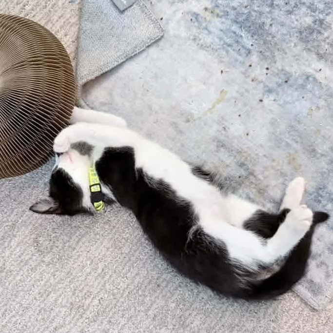Enlarge Minerva, a Adoptable Tuxedo in Kentwood, MI image 3/6