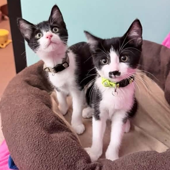 Enlarge Minerva, a Adoptable Tuxedo in Kentwood, MI image 5/6