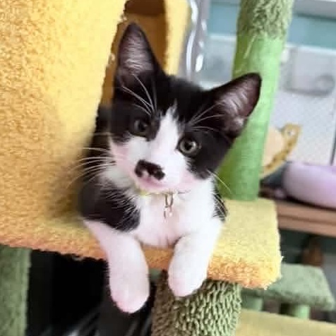 Minerva, Adoptable, Kitten Female Tuxedo.