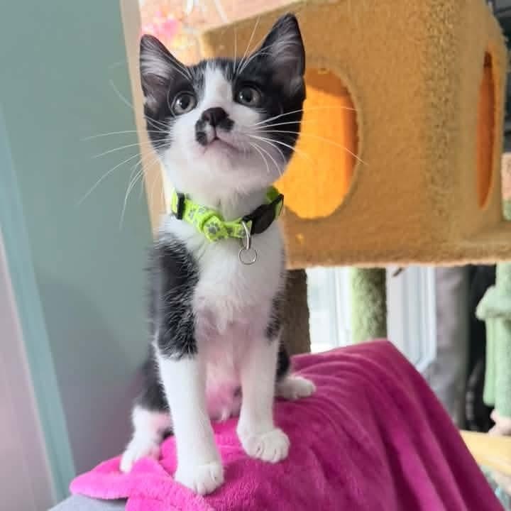 Enlarge Minerva, a Adoptable Tuxedo in Kentwood, MI image 2/6