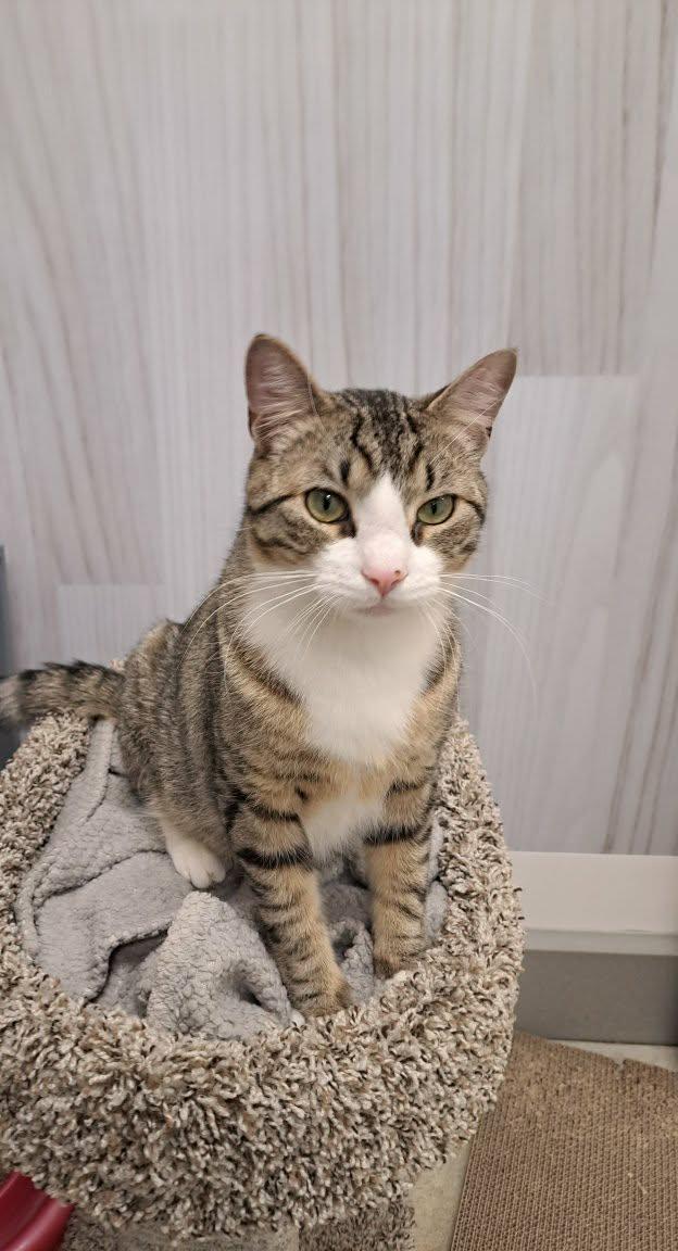 Enlarge Henry, a Adopted Domestic Short Hair in Gonic, NH image 1/3