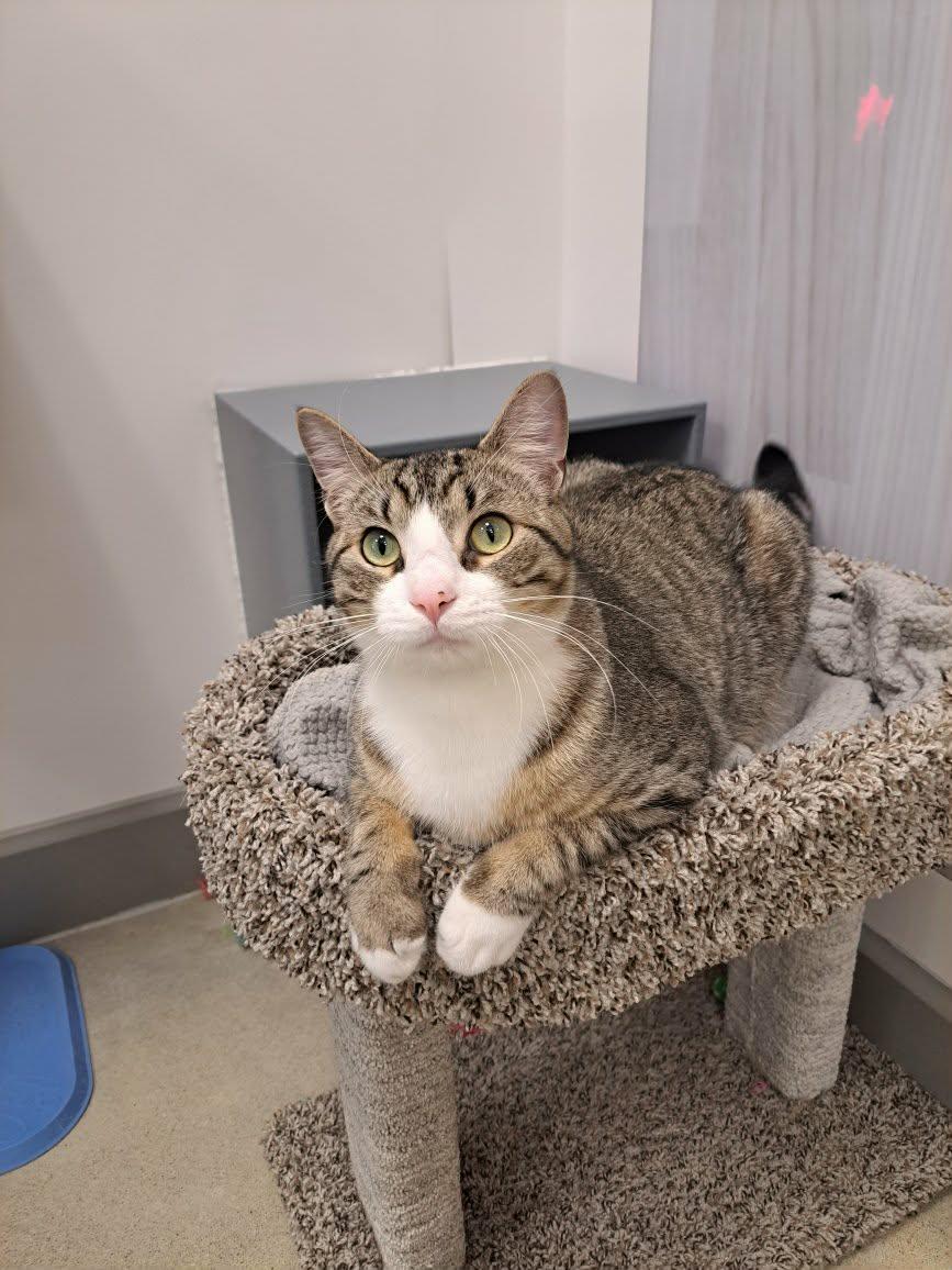 Enlarge Henry, a Adopted Domestic Short Hair in Gonic, NH image 3/3