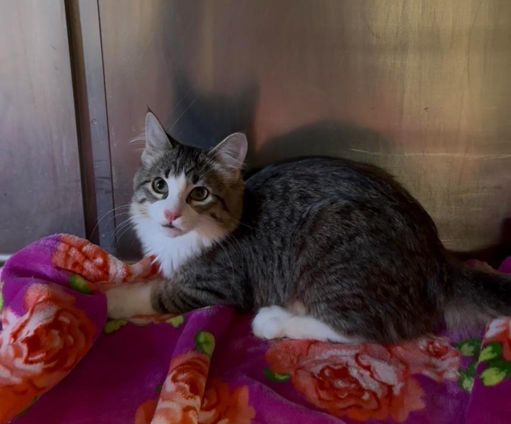 Kioshi, Adopted, Young Female Domestic Medium Hair.