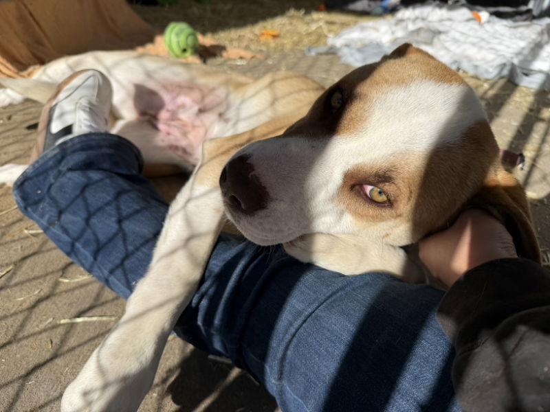 Enlarge Caramel, a Adopted mixed breed in Monte Vista, CO image 1/3