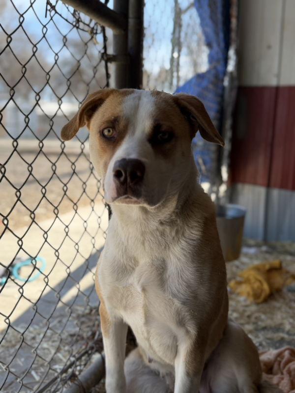 Enlarge Caramel, a Adopted mixed breed in Monte Vista, CO image 2/3