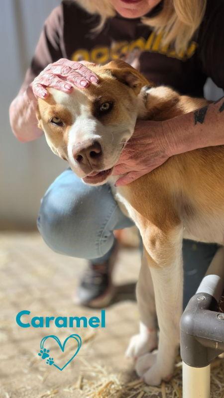 Enlarge Caramel, a Adopted mixed breed in Monte Vista, CO image 3/3