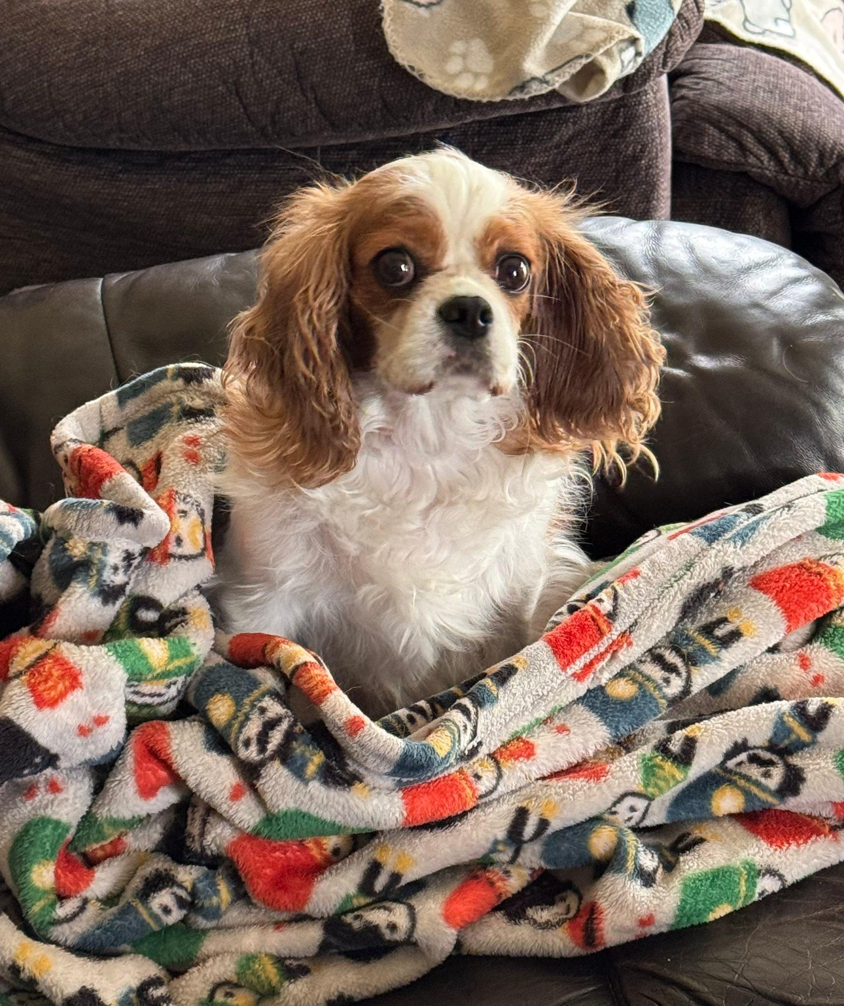 Enlarge Chantilly, an adopted Cavalier King Charles Spaniel in Decorah, IA image 3/6