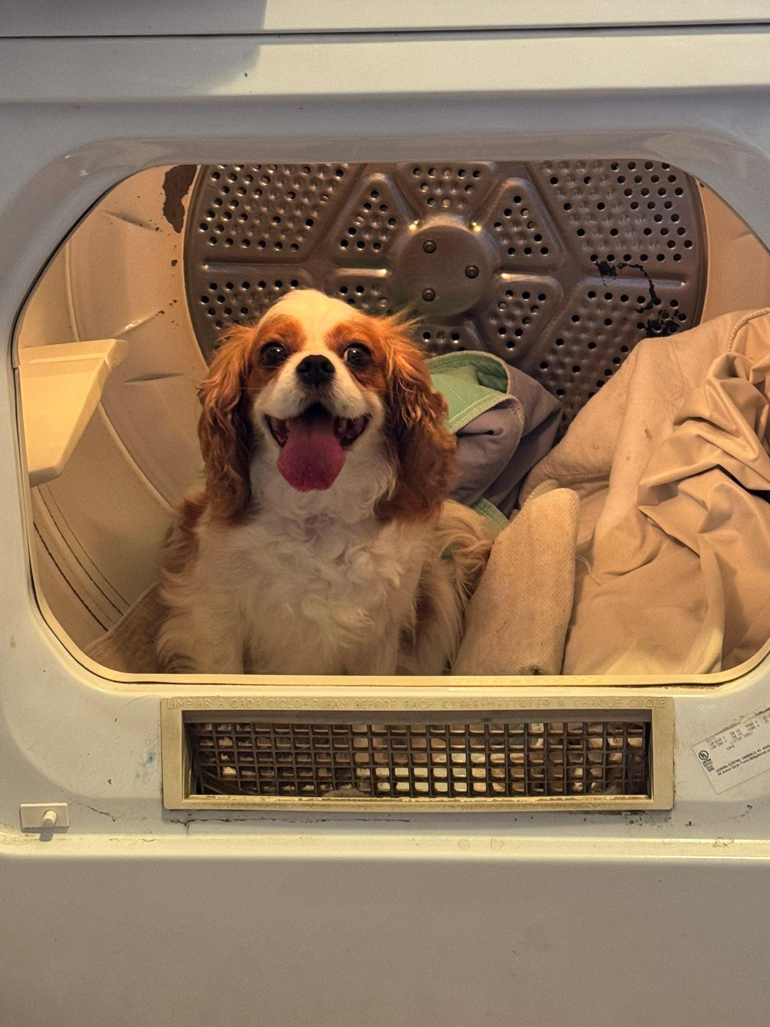 Enlarge Chantilly, an adopted Cavalier King Charles Spaniel in Decorah, IA image 6/6
