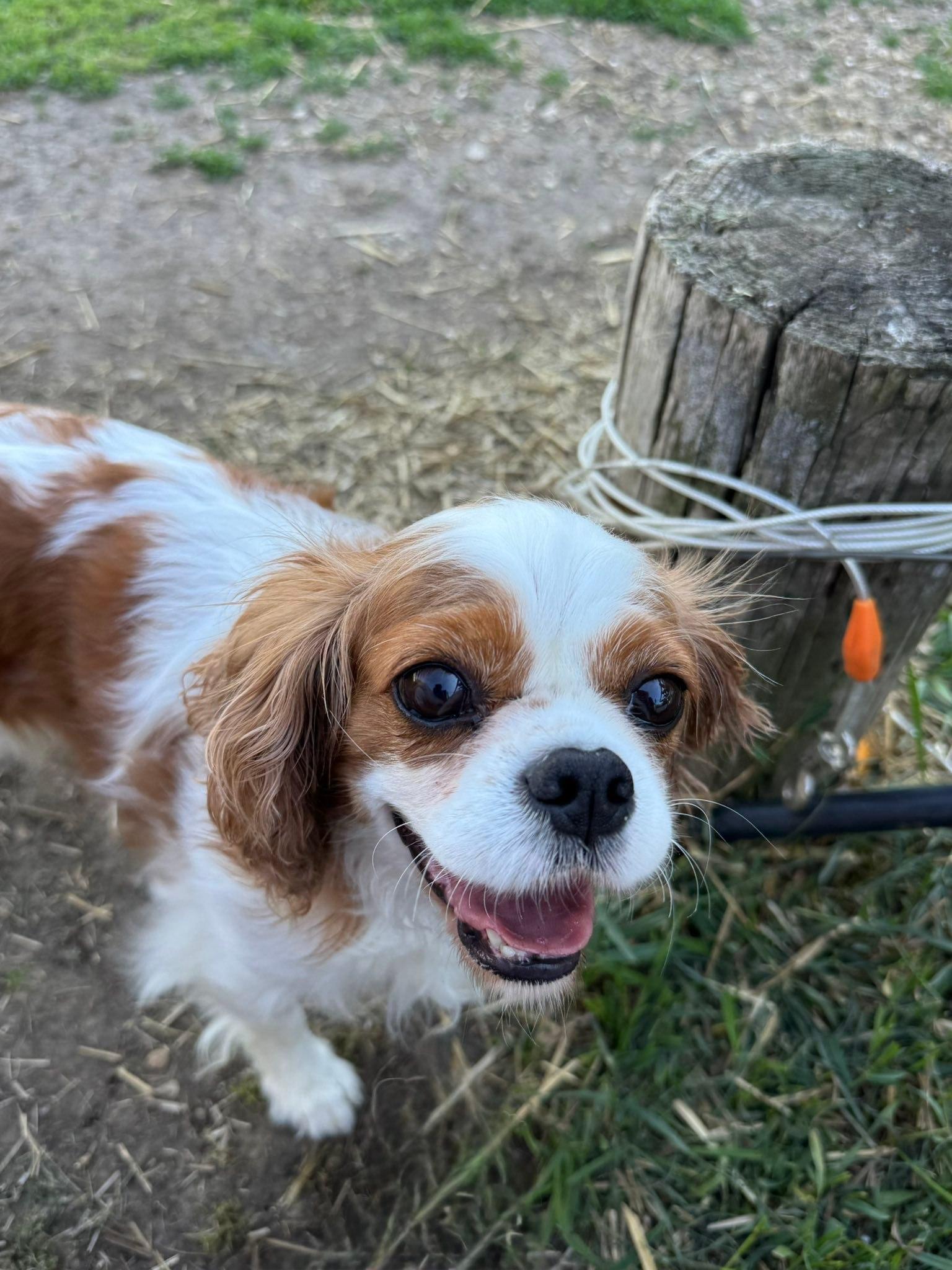Enlarge Chantilly, an adopted Cavalier King Charles Spaniel in Decorah, IA image 2/6