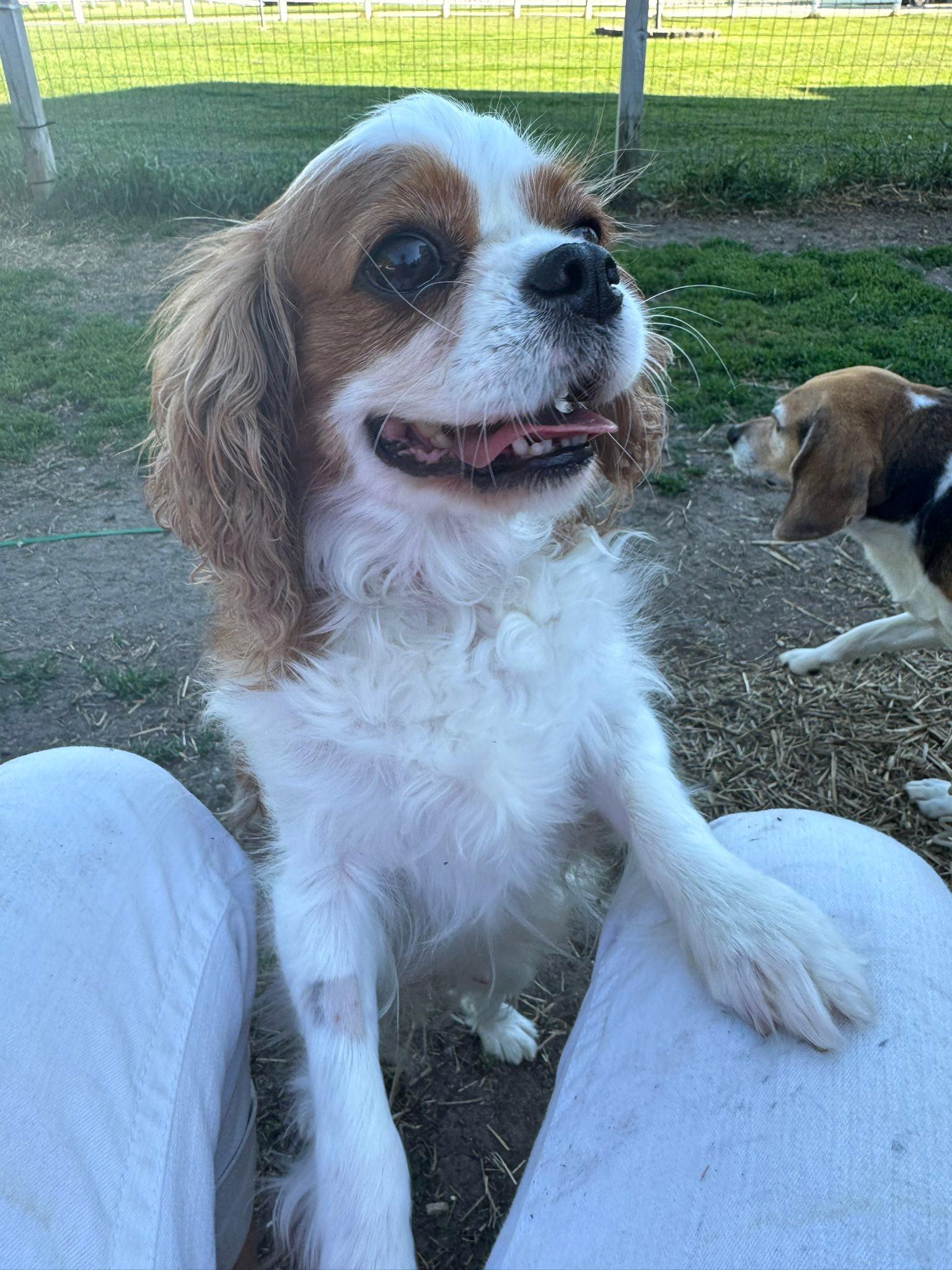Chantilly, adopted, Adult Female Cavalier King Charles Spaniel.
