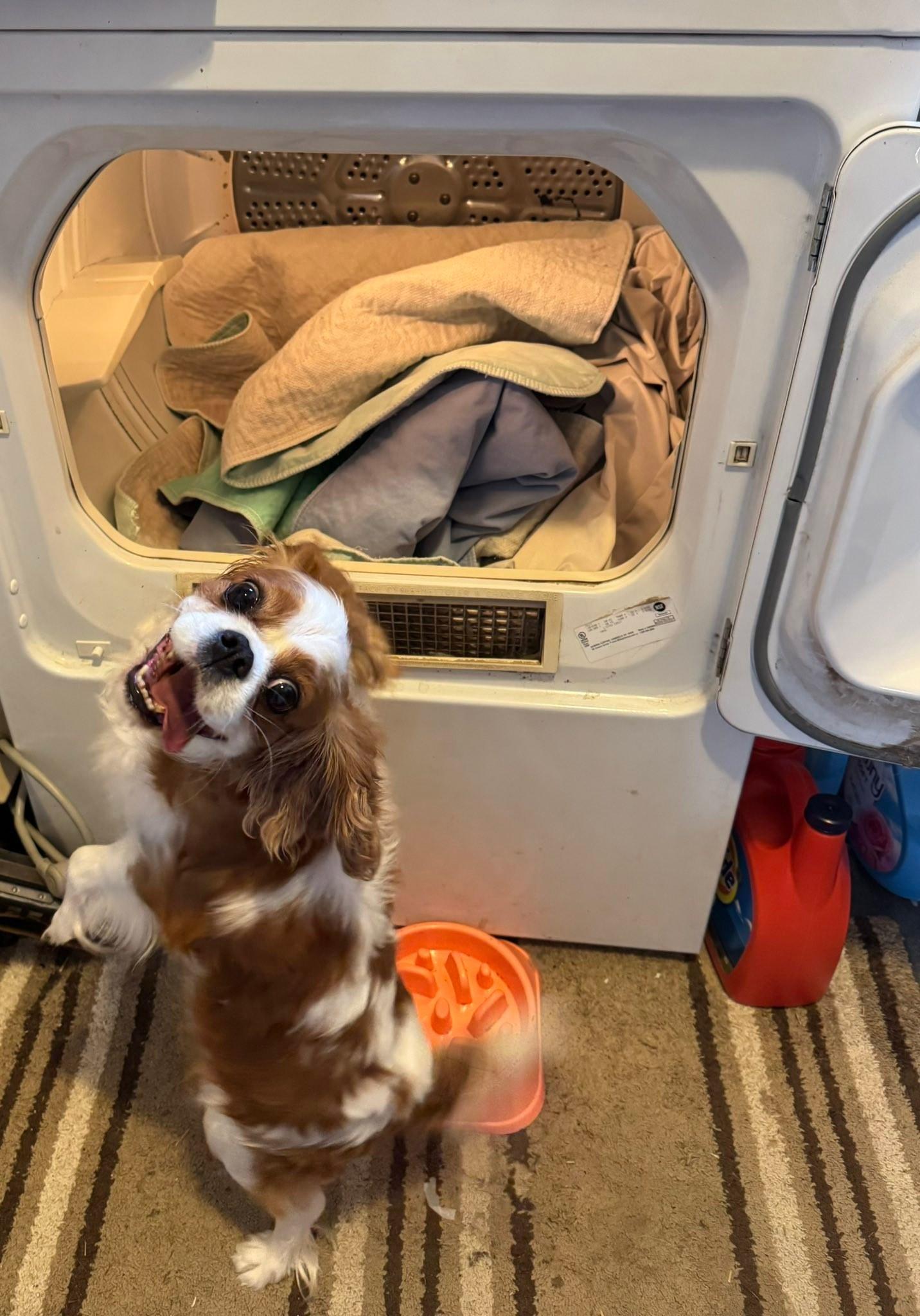 Enlarge Chantilly, an adopted Cavalier King Charles Spaniel in Decorah, IA image 5/6