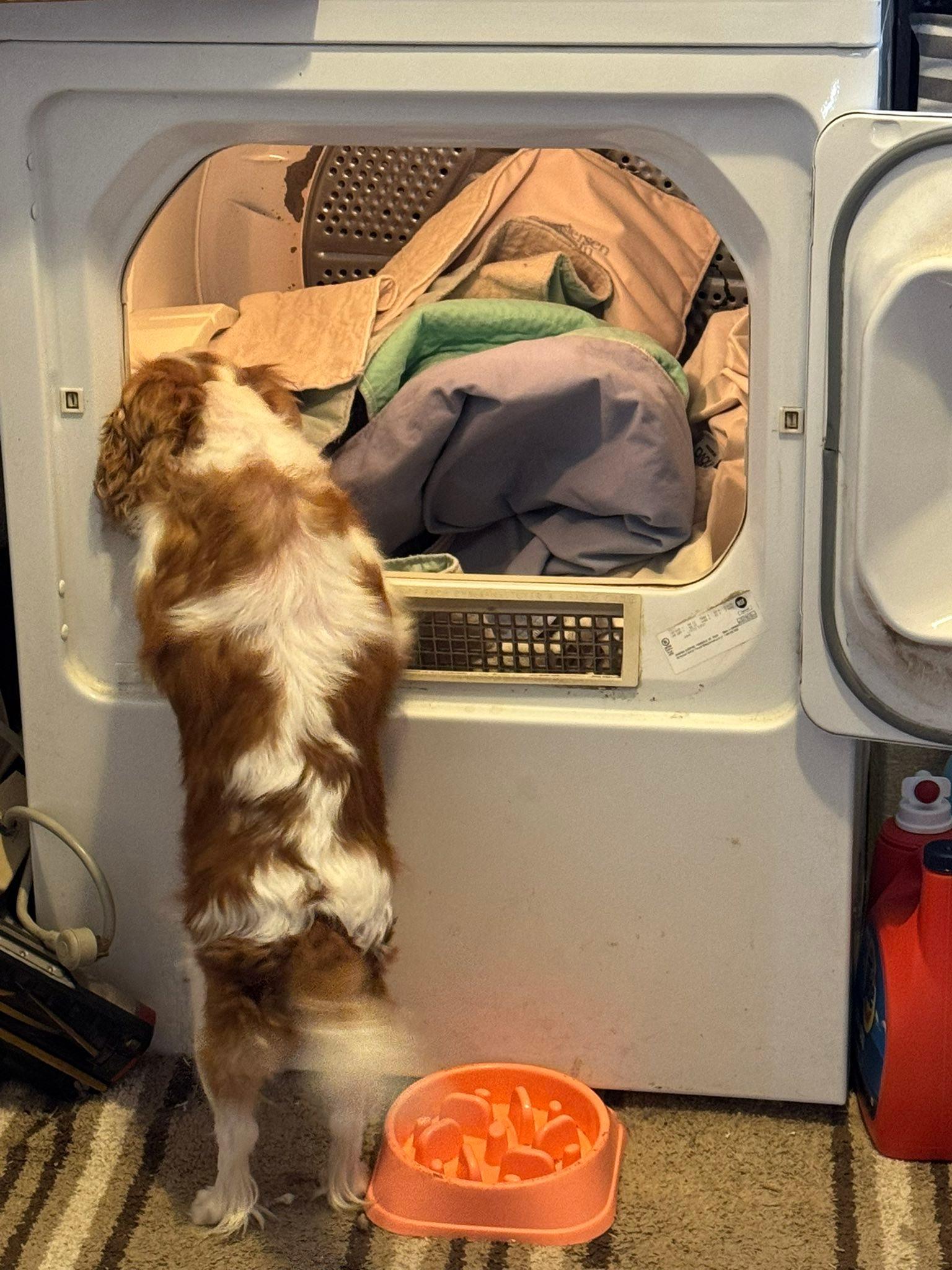 Enlarge Chantilly, an adopted Cavalier King Charles Spaniel in Decorah, IA image 4/6