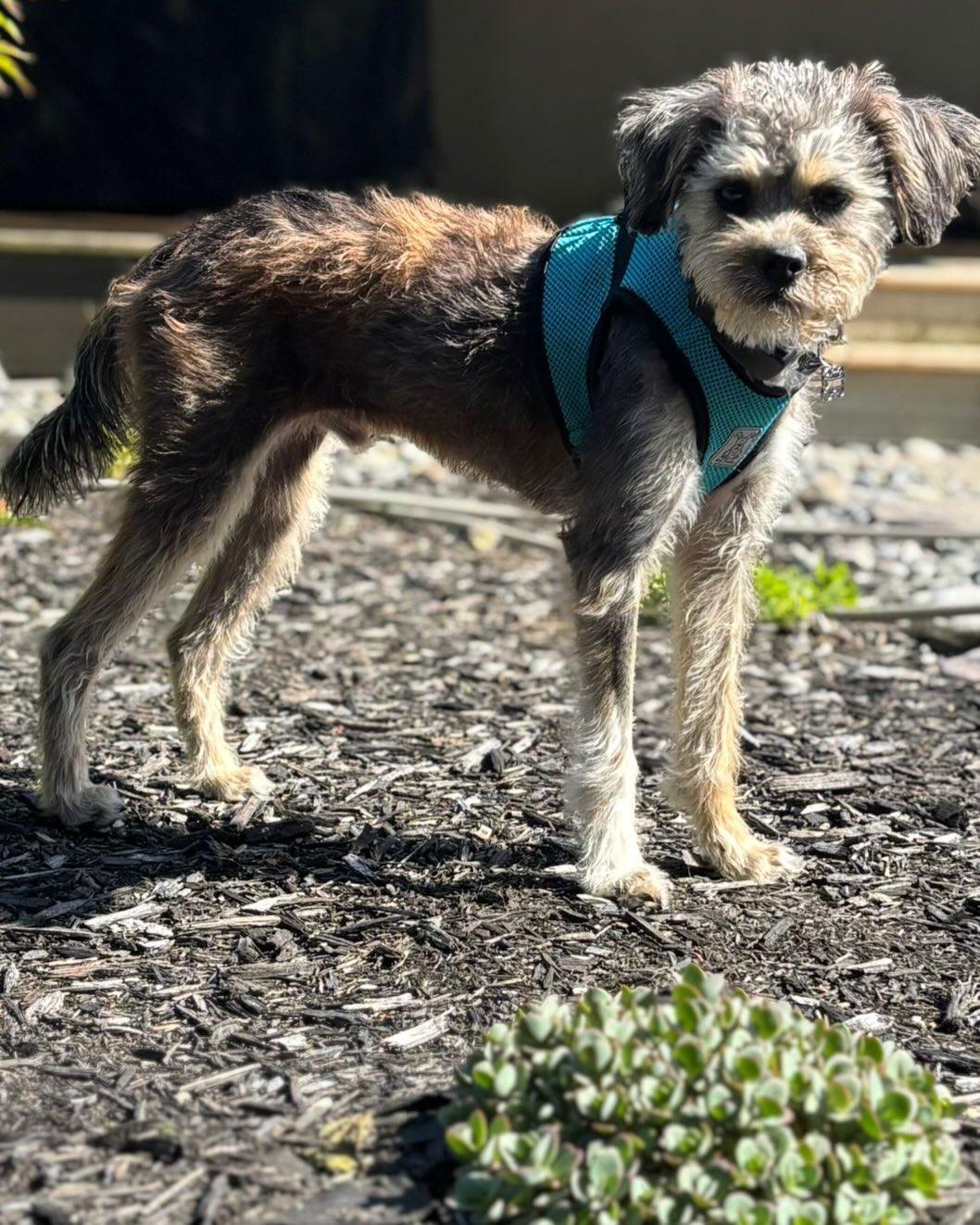 FIG, an adopted mixed breed in Coquitlam, BC image 3/6