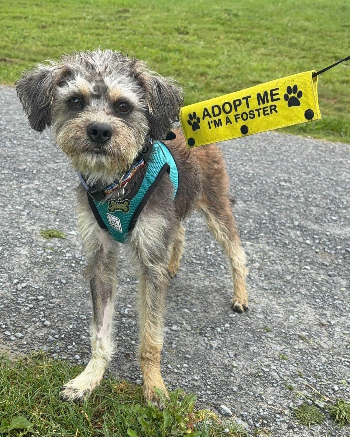 FIG, an adopted mixed breed in Coquitlam, BC image 2/6