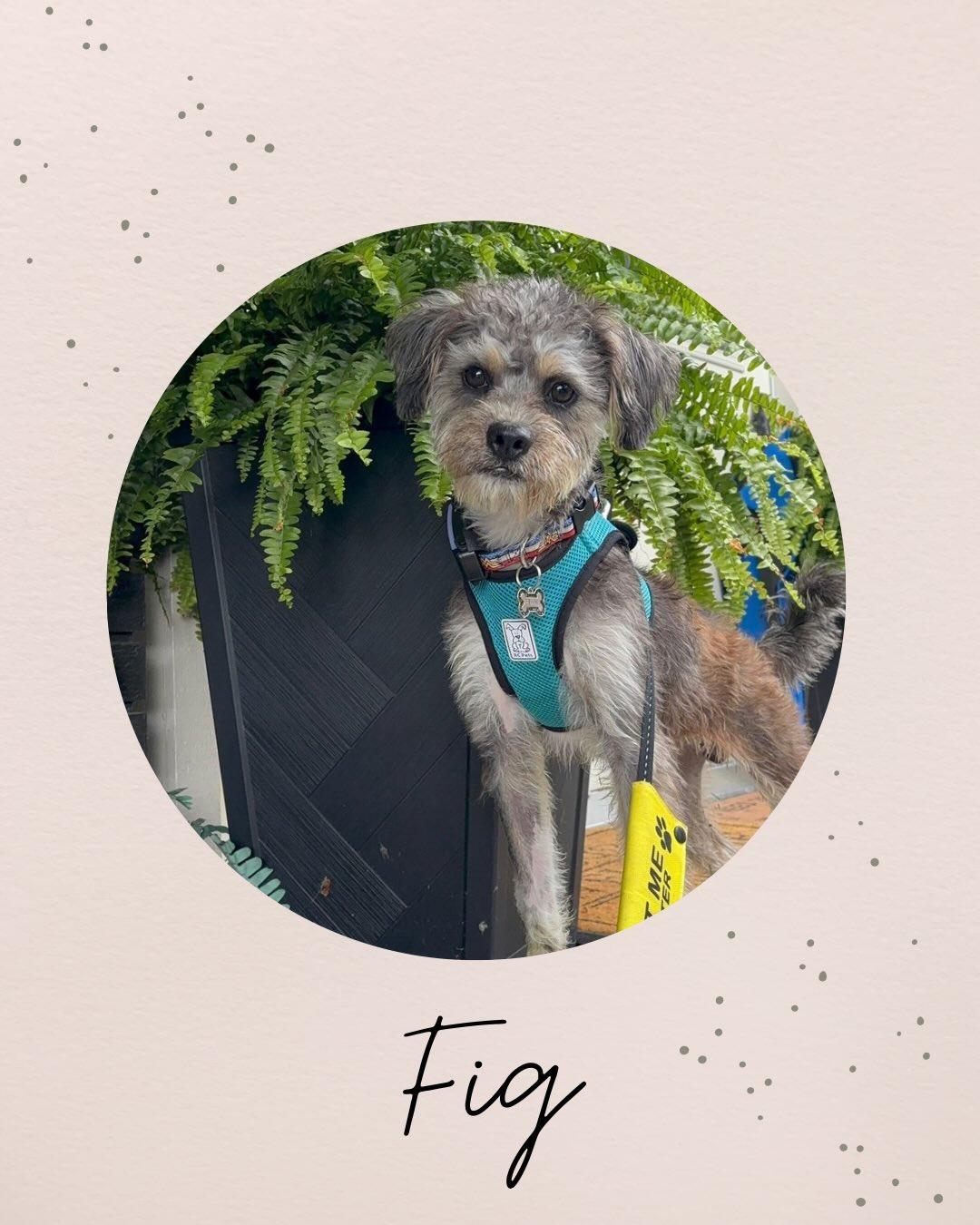 FIG, an adopted mixed breed in Coquitlam, BC image 1/6