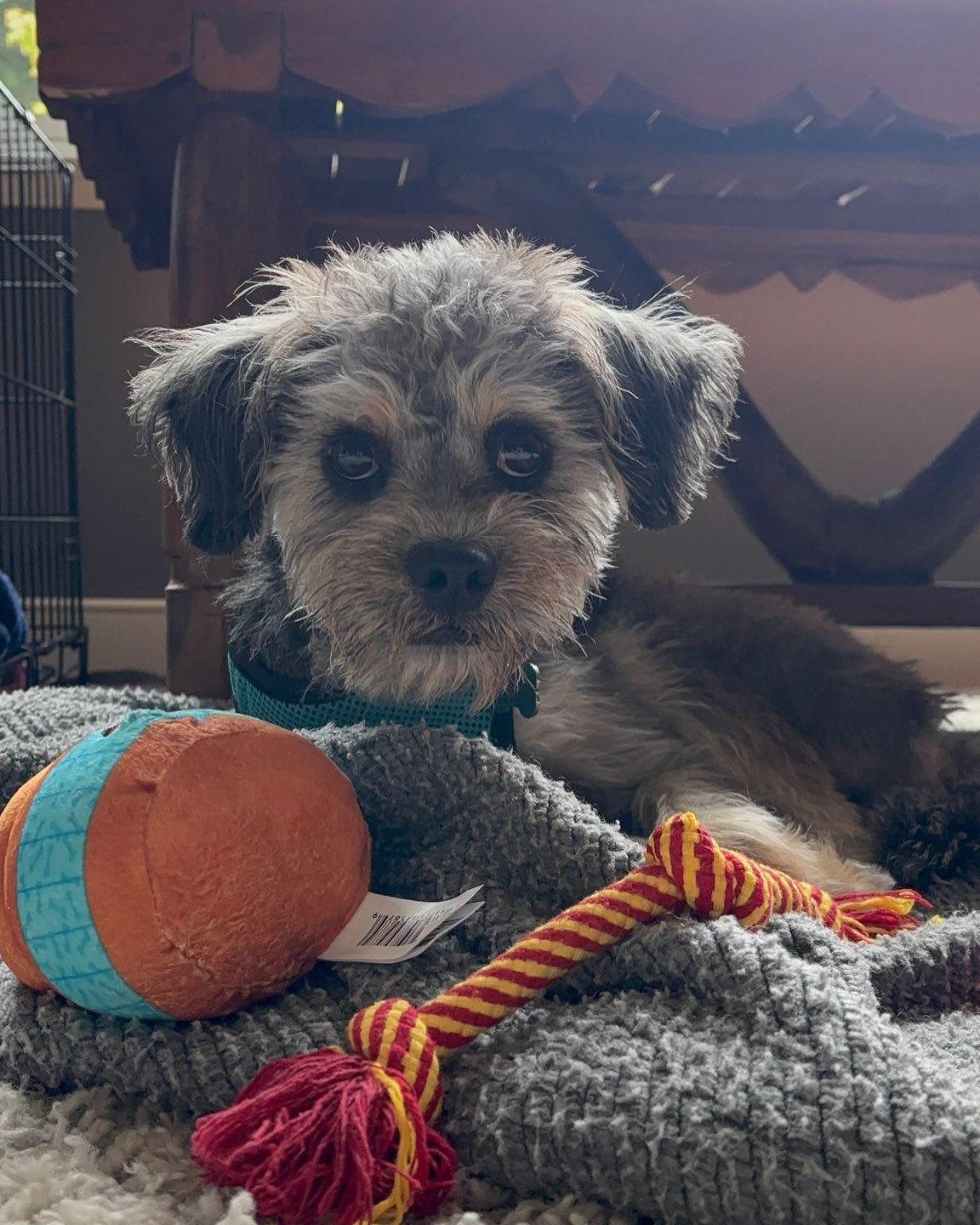 FIG, an adopted mixed breed in Coquitlam, BC image 5/6