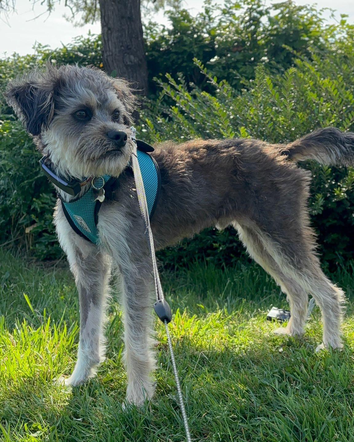 FIG, an adopted mixed breed in Coquitlam, BC image 4/6