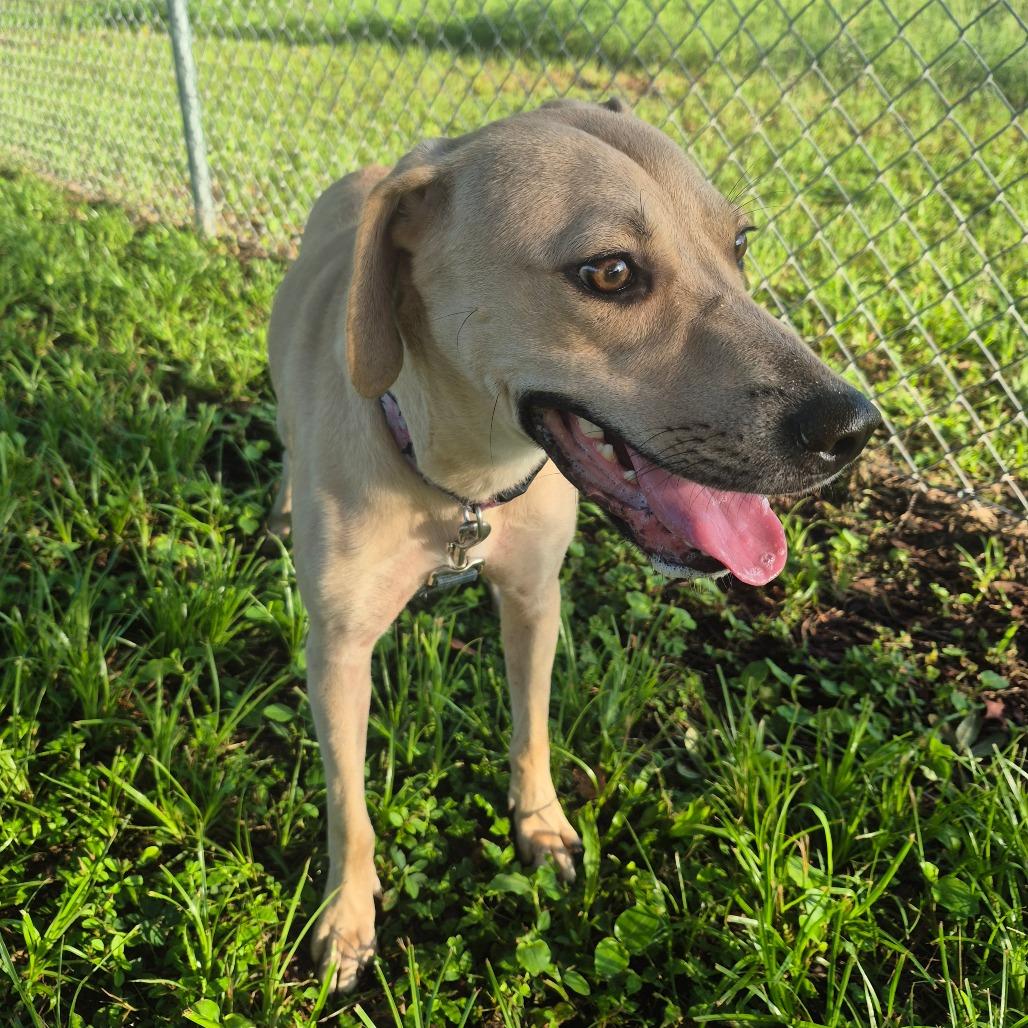 Enlarge Dolly "Parton", a Adoptable Mixed Breed in Lake Panasoffkee, FL image 1/4